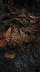 Coconut husks on the ground