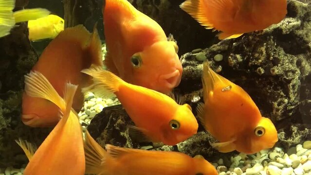Different fish swim in a large aquarium. Beautiful fish