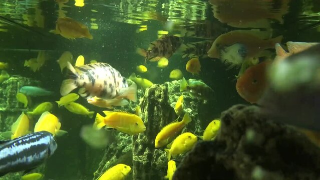 Different fish swim in a large aquarium. Beautiful fish