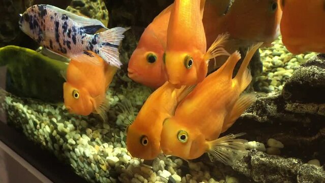 Different fish swim in a large aquarium. Beautiful fish