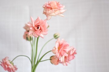 ピンクの綺麗な花