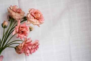 淡いピンク色の花