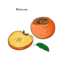 Persimmon fruit sketch vector illustration.
