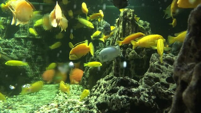 Different fish swim in a large aquarium. Beautiful fish