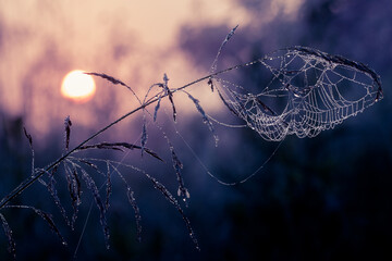 the vulnerable beauty of the dawn