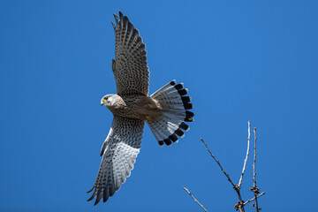 Faucon crécerelle 2
