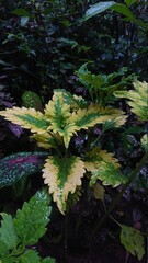 fern leaves in the forest