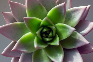 Sempervivum tectorum or guard house ... a perennial plant that grows in pots. Gentle green in the middle with pink petals. Close up .. top view.