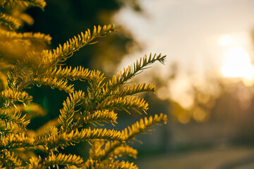 Yew tree Taxus baccata branch copy space, evergreen yew tree in beautiful sunlight, sunny weather