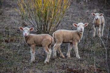 young lambs in Portugal