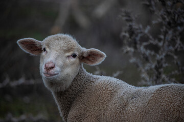 young lambs in Portugal