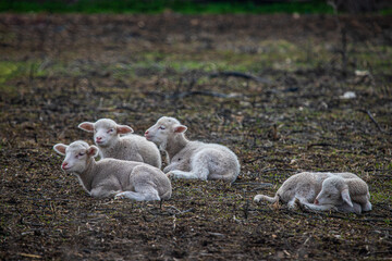 young lambs in Portugal
