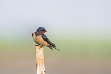 Barn Swallow (Hirundo rustica) sitting on a stick, Seen in a India.
