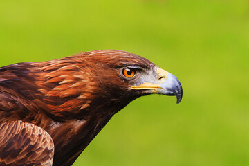 female golden eagle (Aquila chrysaetos) detail head portrait, looks like it's flying
