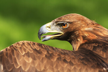 Fototapeta premium female golden eagle (Aquila chrysaetos) beautiful side portrait with part of the wing