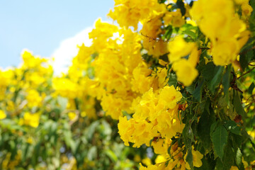 Closeup group of blossom yellow flowers isolated on the blue clear blue sky background with copy space for adding text