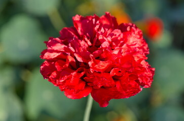 Decorative red terry poppy on a background of greenery close-up