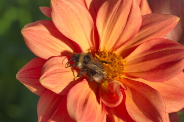 Bumblebee on a zinnia flower, close-up