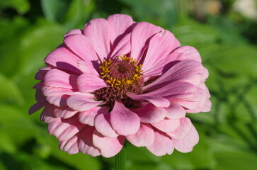 Pink zinnia elegant close-up on a background of greenery