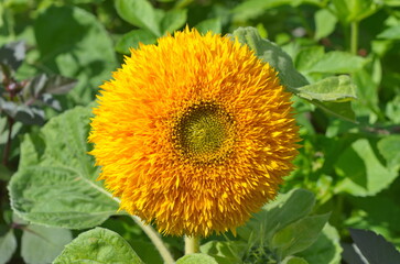Decorative double sunflower "Bear Cub" in the garden close-up
