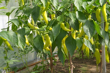 Pepper ripens on a bed in a polycarbonate greenhouse