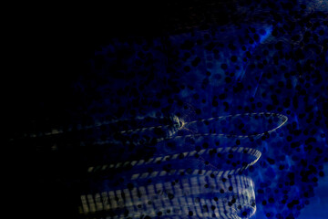 Wave of light beams on stage with blue scheme from a music festival. Rays of searchlights looks very strong against the darkness as a background.