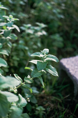 leaves in the garden