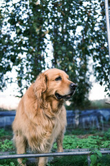 Obraz premium golden retriever in the park