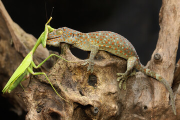 A young tokay gecko preys on a praying mantis on dry wood. This reptile has the scientific name...