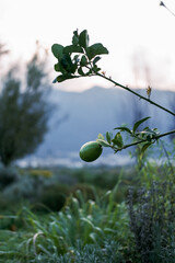 lemon on tree