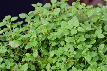 Chickweed as a close up against a dark background