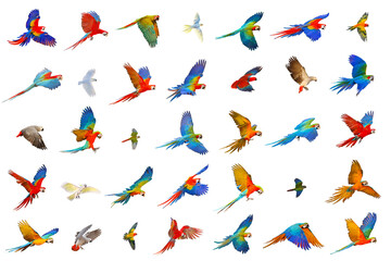 Set of parrot isolated on white background. 35 parrots