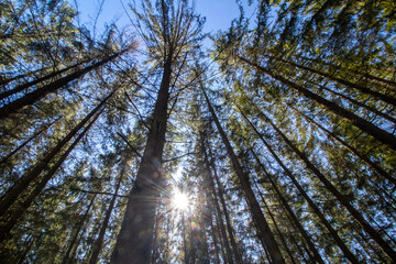 Fototapeta premium Wald