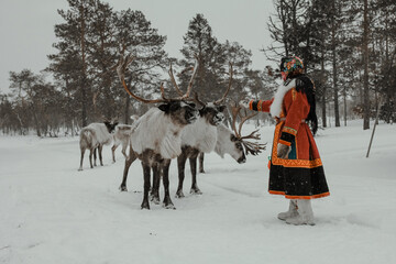 reindeer in winter in the tundra
