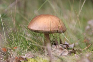 plants of the yamalo nenets autonomous okrug in summer
