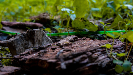 Gros plan nature 