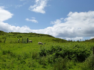 Obraz premium Sheeps in a field on Isle of Kerrera, Scotland, United Kingdom