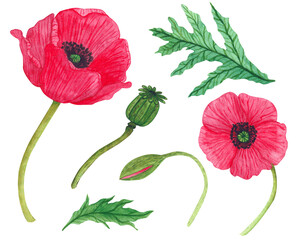 Obraz premium Set of poppy flowers elements. Watercolor botanical illustration. Beauty of nature. Summer flower meadow. For clothing, textiles, packaging and decoration. Wedding, holiday, postcards, wrapping paper