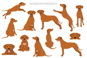 Rhodesian ridgeback clipart. Different poses, coat colors set