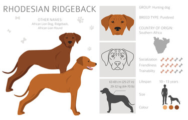 Rhodesian ridgeback clipart. Different poses, coat colors set