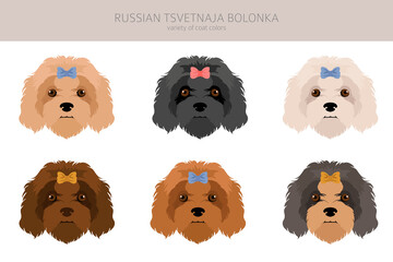 Russian tsvetnaja bolonka clipart. Different poses, coat colors set