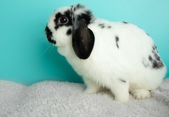 black and white lopped ear bunny rabbit