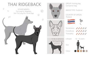 Thai Ridgeback clipart. Different poses, coat colors set