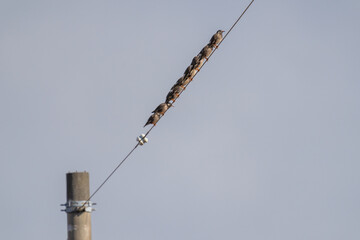 電線に並んでとまるムクドリ