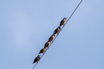 電線に並んでとまるムクドリ