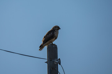 電信柱にとまったノスリ