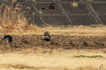 耕されたばかりの畑で餌を探すトンビ