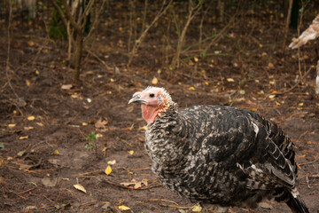 Turkey (bird) sitting in a forest