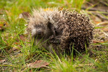 a dead hedgehog laying in the grass