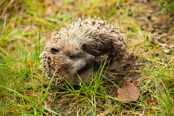 a dead hedgehog laying in the grass